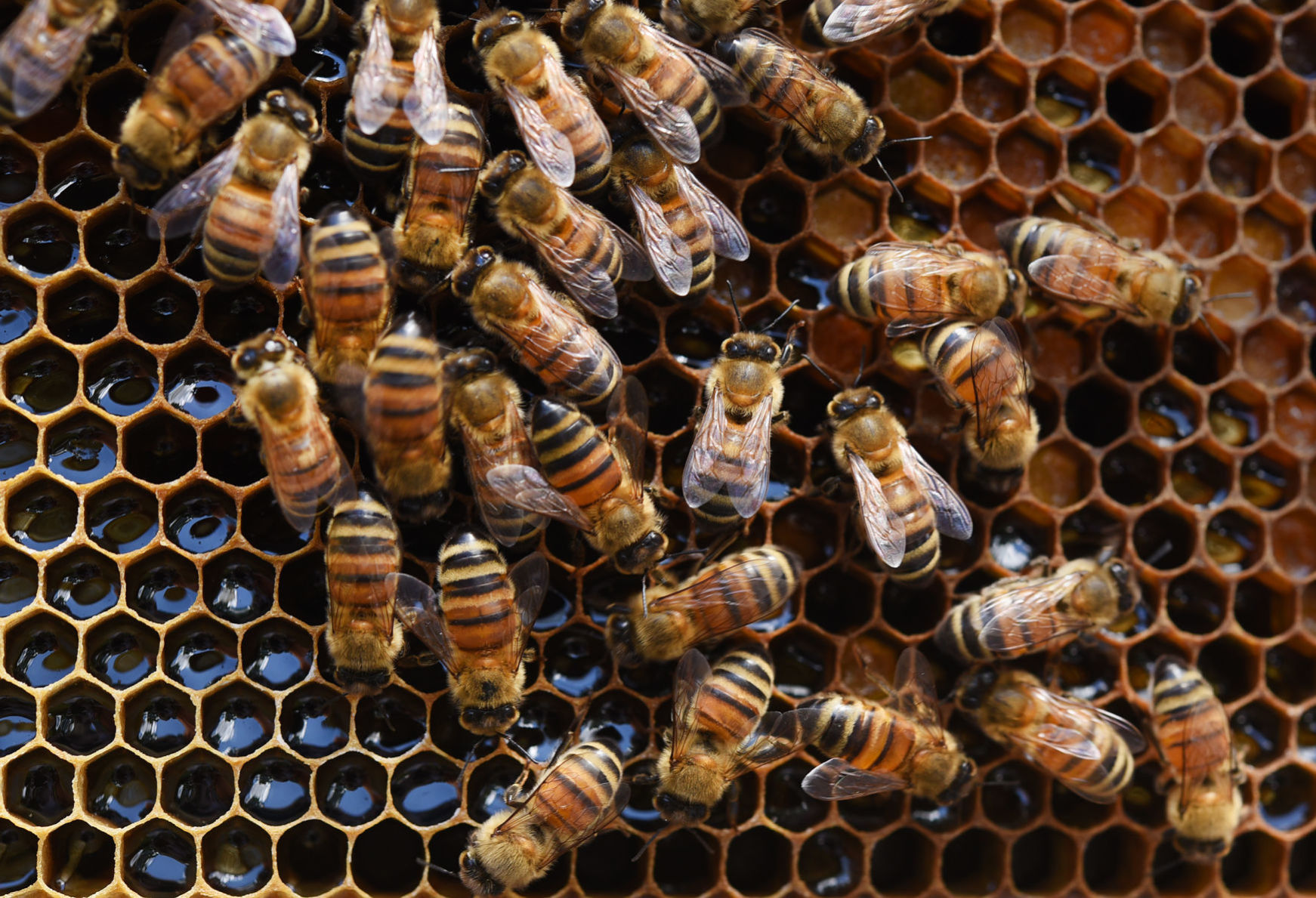 Desirae Balsamo bees